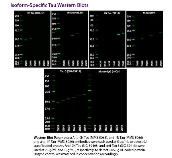 Western Blot Parameters: Anti-0N Tau (MMS-5065), anti-1N Tau (MMS-5066) and anti-4R Tau (MMS-5020) antibodies were each used at 5 μg/mL to detect 0.1 μg of loaded protein. Anti-2N Tau (SIG-39408) and anti-Tau 5 (SIG-39413) were used at 2 μg/mL and 1μg/mL, respectively, to detect 0.05 μg of loaded protein. Isotype control was matched in concentrations accordingly.