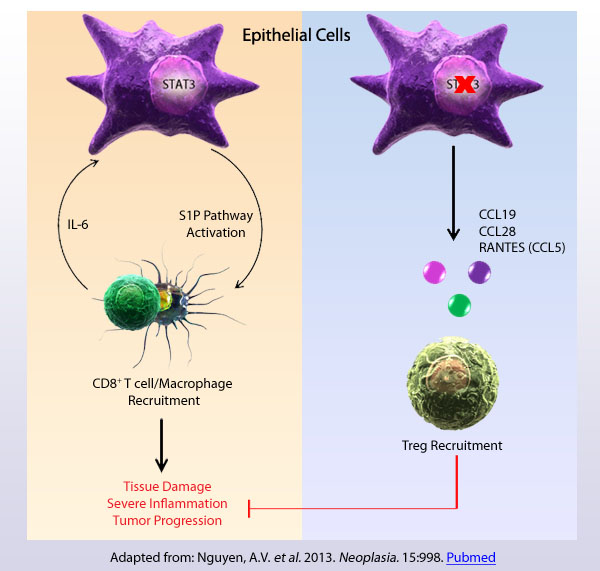 Adapted from: Nguyen, A.V. et al. 2013. Neoplasia. 15:998. Pubmed