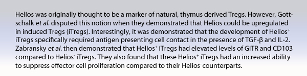 Helios was originally thought to be a marker of natural, thymus derived Tregs. However, Gottschalk et al. disputed this notion when they demonstrated that Helios could be upregulated in induced Tregs (iTregs). Interestingly, it was demonstrated that the development of Helios+ iTregs specifically required antigen presenting cell contact in the presence of TGF-B and IL-2. Zabranksy et al. then demonstrated that Helios+ iTregs had elevated levels of GITR and CD103 compared to Helios- iTregs. They also found that these Helios+ iTregs had an increased ability to suppress effector cell proliferation compared to their Helios- counterparts.