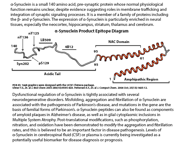 a-Synuclein is a small 140 amino acid, pre-synaptic protein whose normal physiological function remains unclear, despite evidence suggesting roles in membrane trafficking and integration of synaptic signaling processes. It is a member of a family of proteins including the b- and y-Synuclein. The expression of a-Synuclein is particularly enriched in neural tissues, especially the neocortex, hippocampus, striatum, thalamus and cerebrum. Dysfunctional regulation of a-Synuclein is tightly associated with several neurodegenerative disorders. Misfolding, aggregation and fibrillation of a-Synuclein are associated with the pathogenesis of Parkinson's disease, and mutations in the gene are the basis of familial forms of Parkinson's. a-Synuclein peptides can also be found as components of amyloid plaques in Alzheimer's disease, as well as in glial cytoplasmic inclusions in Multiple System Atrophy. Post-translational modifications, such as phosphorylation, nitration, and oxidation have been demonstrated to modify the aggregation and fibrillation rates, and this is believed to be an important factor in disease pathogenesis. Levels of a-Synuclein in cerebrospinal fluid (CSF) or plasma is currently being investigated as a potentially useful biomarker for disease diagnosis or prognosis. 