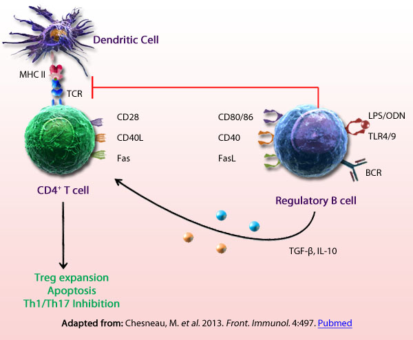 Adapted from: Chesneau, M. et al. 2013. Front. Immunol. 4:497. Pubmed