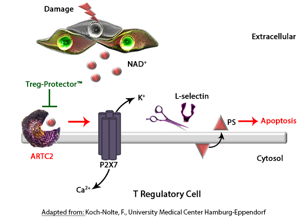 Adapted from: Koch-Nolte, F., University Medical Center Hamburg-Eppendorf