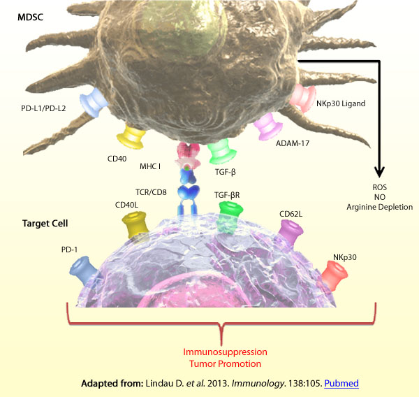 Adapted from: Lindau, D. et al. 2013. Immunology. 138:105. Pubmed