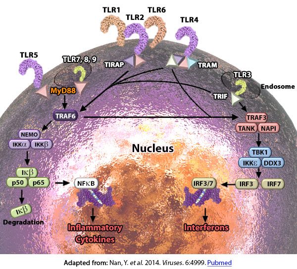 Infection or tissue injury causes innate immune cells, such as dendritic cells, macrophages, and neutrophils, to recognize pathogen-associated molecular patterns (PAMPs) or host derived damage-associated molecular patterns (DAMPs) via pattern recognition receptors (PRRs) on the cell surface and in the cytoplasm. Toll-like receptors are major PRRs in cells. TLRs dimerize upon ligand binding and their cytoplasmic domain called Toll/IL-1 (TIR, due to similarities to the IL-1 receptor) serve as a docking site for TIR containing adaptor proteins. Out of the TIR containing proteins such as TRIF, TIRAP and TRAM, MyD88 acts a central player in innate immune signaling by being the canonical adaptor for inflammatory signaling pathways downstream of TLRs (except TLR3, which signals via TRIF) as well as IL-1 receptor families. BioLegend provides several antibodies and reagents to aid your study of both TLRs and innate signaling pathways.