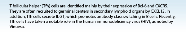 T follicular helper (Tfh) cells are identified mainly by their expression of Bcl-6 and CXCR5. They are often recruited to germinal centers in secondary lymphoid organs by CXCL13. In addition, Tfh cells secrete IL-21, which promotes antibody class switching in B cells. Recently, Tfh cells have taken a notable role in the human immunodeficiency virus (HIV), as noted by Vinuesa.