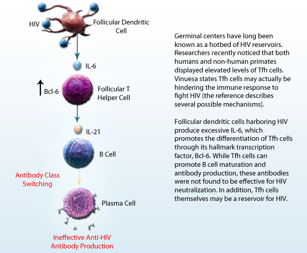 Germinal centers have long been known as a hotbed of HIV reservoirs. Researchers recently noticed that both humans and non-human primates displayed elevated levels of Tfh cells. Vinuesa states Tfh cells may actually be hindering the immune response to fight HIV (the reference describes several possible mechanisms).Follicular dendritic cells harboring HIV produce excessive IL-6, which promotes the differentiation of Tfh cells through its hallmark transcription factor, Bcl-6. While Tfh cells can promote B cell maturation and antibody production, these antibodies were not found to be effective for HIV neutralization. In addition, Tfh cells themselves may be a reservoir for HIV.