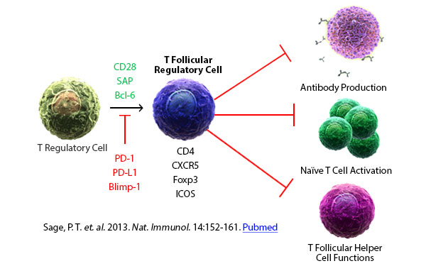 Sage, P. T. et. al. 2013. Nat. Immunol. 14:152-161. Pubmed