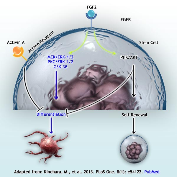 Adapted from: Kinehara, M., et al. 2013. PLoS One. 8(1): e54122. PubMed