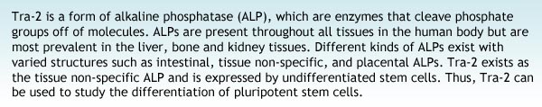 Tra-2 is a form of alkaline phosphatase (ALP), which are enzymes that cleave phosphate groups off of molecules. ALPs are present throughout all tissues in the human body but are most prevalent in the liver, bone and kidney tissues. Different kinds of ALPs exist with varied structures such as intestinal, tissue non-specific, and placental ALPs. Tra-2 exists as the tissue non-specific ALP and is expressed by undifferentiated stem cells. Thus, Tra-2 can be used to study the differentiation of pluripotent stem cells.