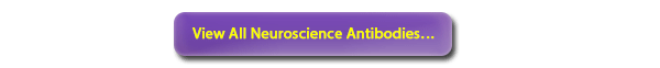 View all Neuroscience Antibodies