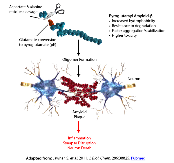 Adapted from: Jawhar, S. et al. 2011. J. Biol. Chem. 286:38825. Pubmed