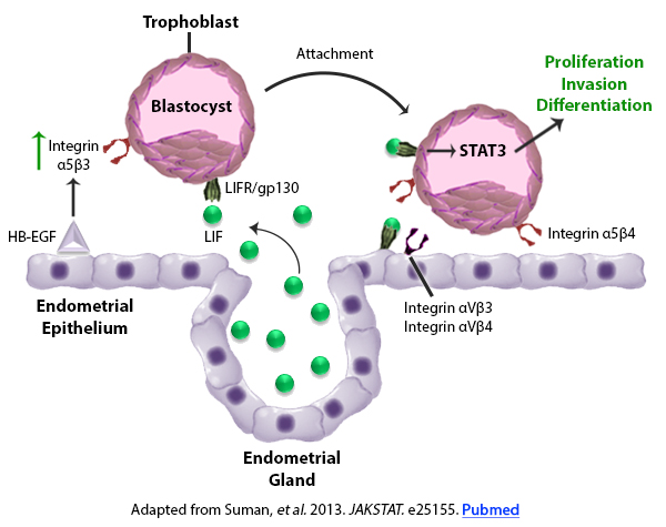 Adapted from Suman, et al. 2013. JAKSTAT. e25155. Pubmed