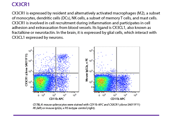 CX3CR1 is expressed by resident and alternatively activated macrophages (M2), a subset of monocytes, dendritic cells (DCs), NK cells, a subset of memory T cells, and mast cells. CX3CR1 is involved in cell recruitment during inflammation and participates in cell adhesion and extravasation from blood vessels. Its ligand is CX3CL1, also known as fractalkine or neurotactin. In the brain, it is expressed by glial cells, which interact with CX3CL1 expressed by neurons. C57BL/6 mouse splenocytes were stained with CD11b APC and CX3CR1 (clone SA011F11) PE (left) or mouse IgG2a, κ PE isotype control (right).