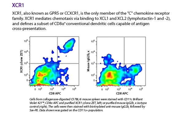 XCR1, also known as GPR5 or CCXCR1, is the only member of the C chemokine receptor family. XCR1 mediates chemotaxis via binding to XCL1 and XCL2 (lymphotactin-1 and -2), and defines a subset of CD8α+ conventional dendritic cells capable of antigen cross-presentation. Cells from collagenase-digested C57BL/6 mouse spleen were stained with CD11c Brilliant Violet 421™, CD8α APC and purified XCR1 (clone ZET, left) or purified mouse IgG2b, κ isotype control (right). The cells were then stained with biotinylated anti-mouse IgG2b, followed by Sav-PE. Data shown was gated on the CD11c+ population.