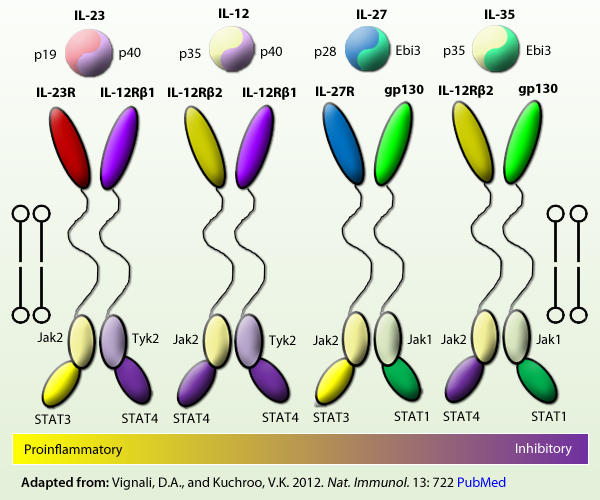 Il-12, IL-23, Il-27, IL-35, p19, p40, p35, p28, Ebi3,IL-23R, IL12Rb1, IL12Rb2, IL-27R, gp130, Jak2, Tyk2, Jak1, STAT1, STAT3, STAT4