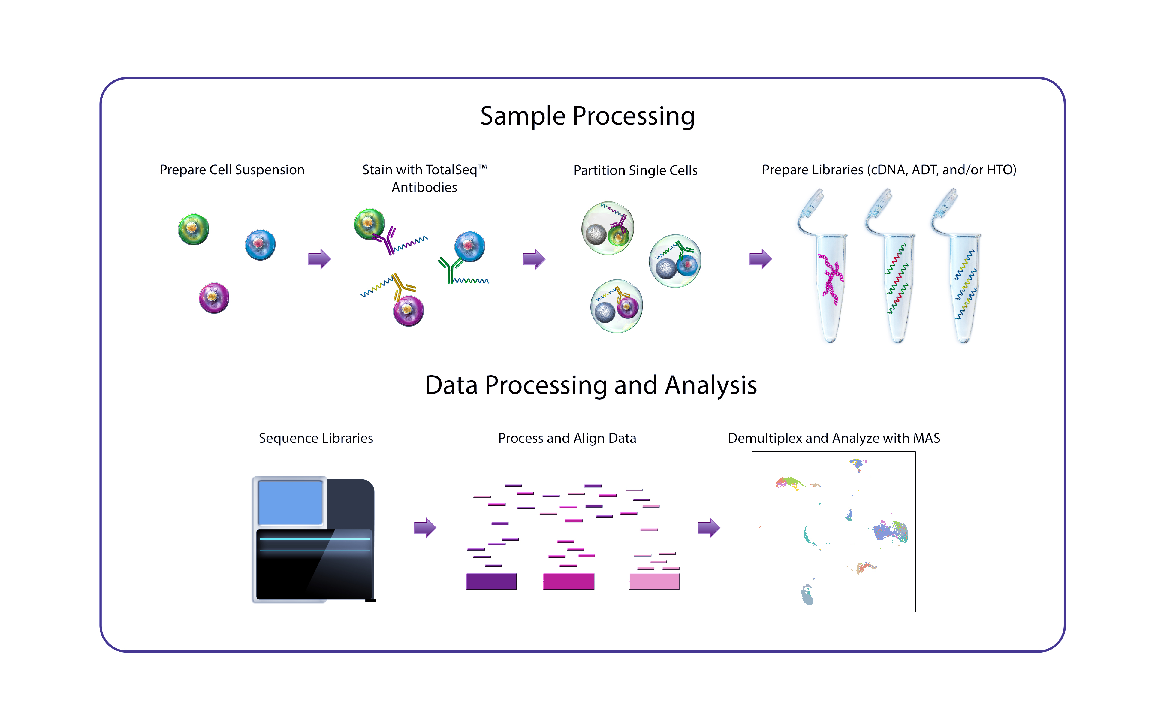 TotalSeq Workflow