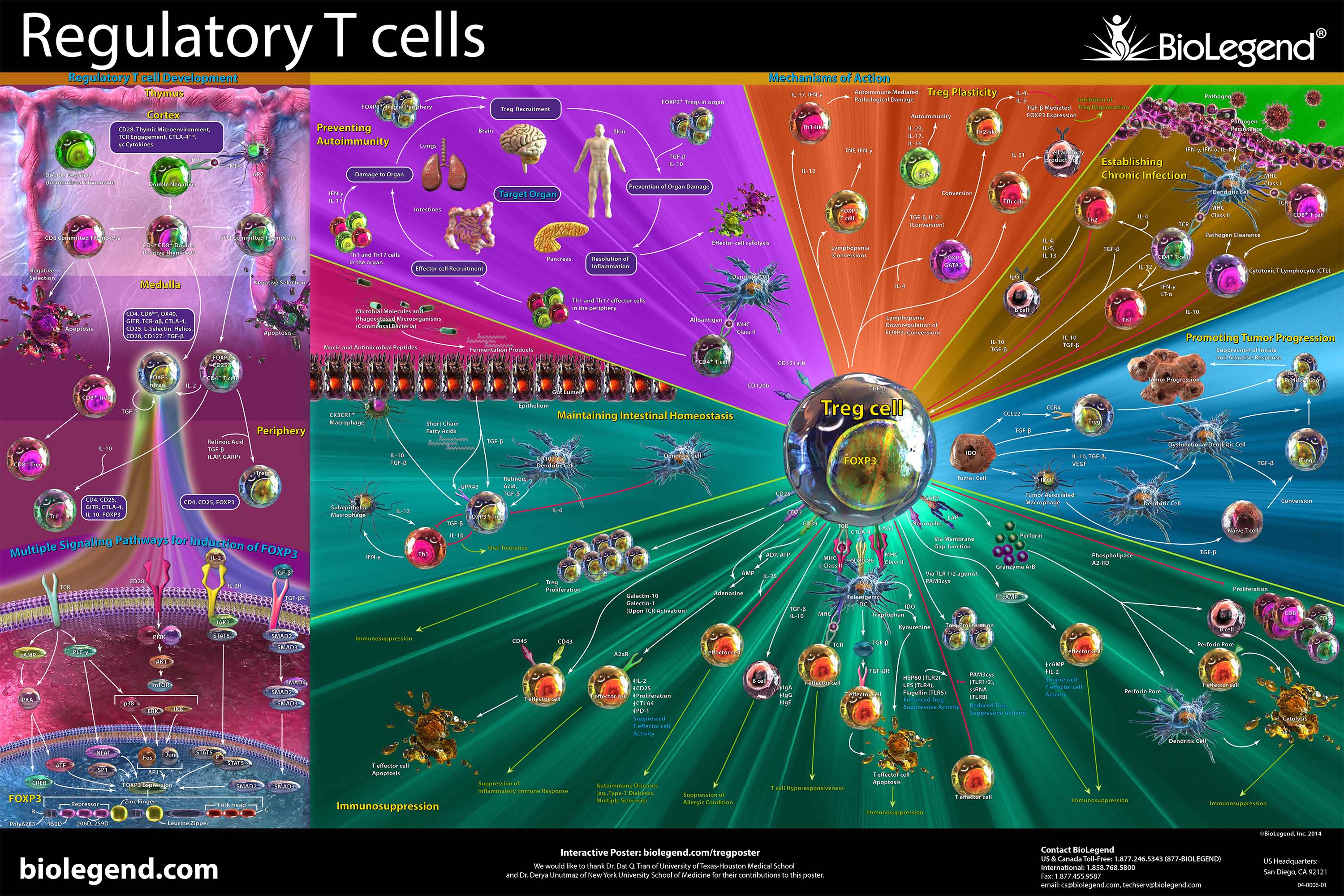 Regulatory T Cells